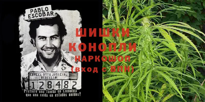 Конопля Ganja  Александров 